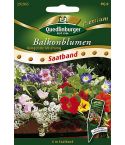 Quedlinburger Samen Balkonblumen Hängende-Mischung 292965